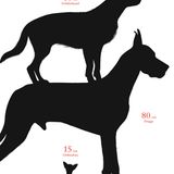 Dass Chihuahua zu den kleineren Tieren gehören, ist bekannt. Doch wie niedlich ein Schäferhund aussieht, wenn man ihn mit einer Dogge vergleicht - das erstaunt dann doch.