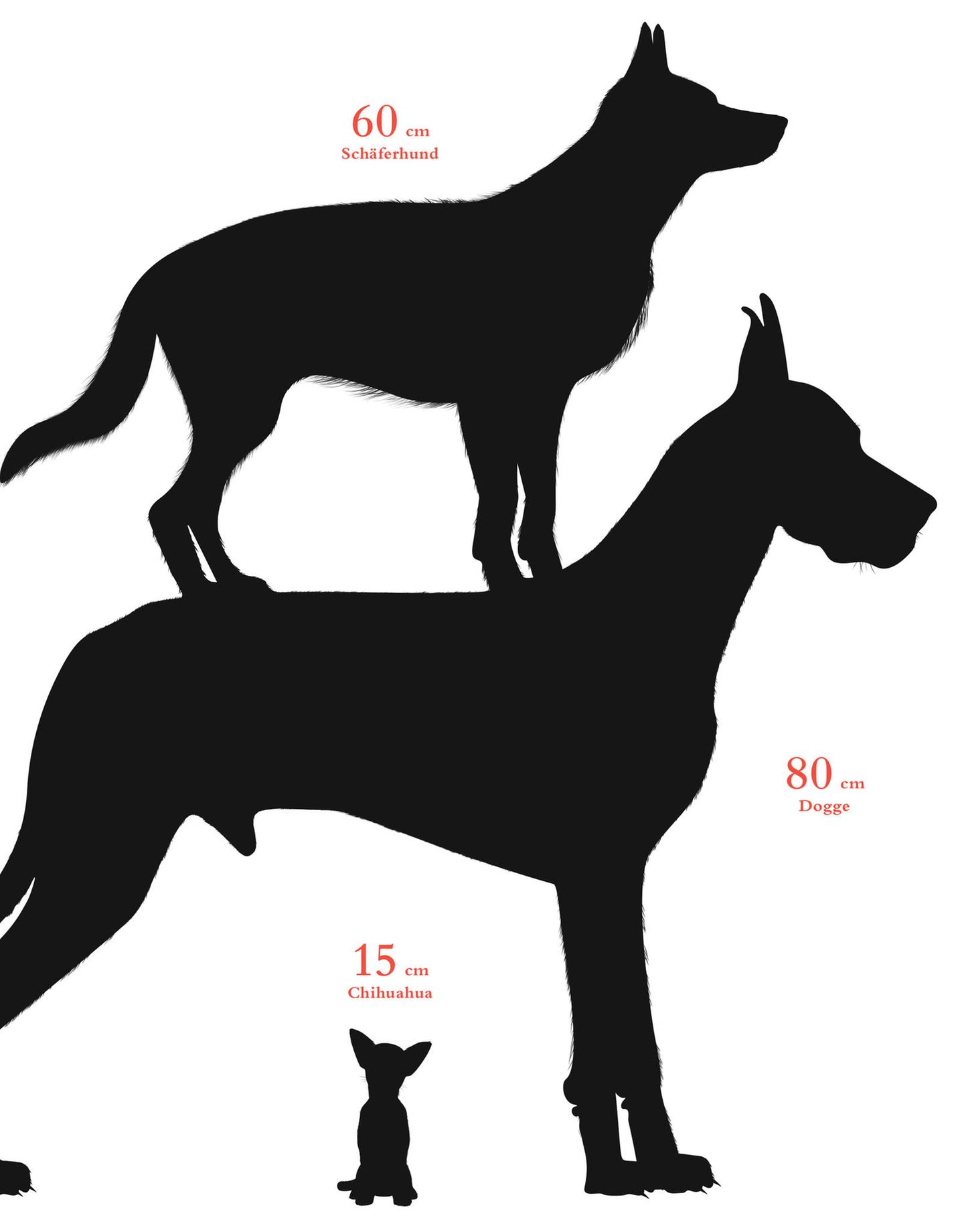Dass Chihuahua zu den kleineren Tieren gehören, ist bekannt. Doch wie niedlich ein Schäferhund aussieht, wenn man ihn mit einer Dogge vergleicht - das erstaunt dann doch.