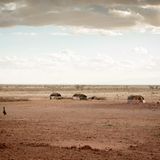 Typische Siedlung (Manyatta) der Gabra bei Maikona im Norden von Kenia (Marsabit County). Der letzte Regen liegt fast ein Jahr zurück. 