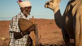 Die Kamele des 73-jährige Nomade Boru Kote konnten der Dürre bislang trotzen, aber von 45 Ziegen blieben ihm nur vier.