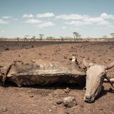 Verendetes Rind. Kühe gelten als besonders wertvoll in der Region.