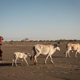 Die Gabra Yattane Ali Wario Ganu, 40,  ist die letzte im Ort, die noch Kühe hat. Bei ihr betteln  die Menschen nun nach Milch. Kuhmilch gilt als besonders wertvoll. 