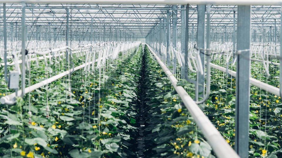 In dem Gewächshaus wird aus dem CO2 wieder Biomasse gemacht.