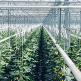 In dem Gewächshaus wird aus dem CO2 wieder Biomasse gemacht.