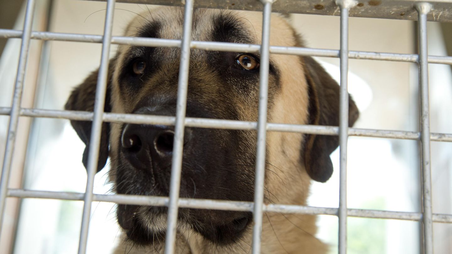 Ein Hund der Rasse Kangal