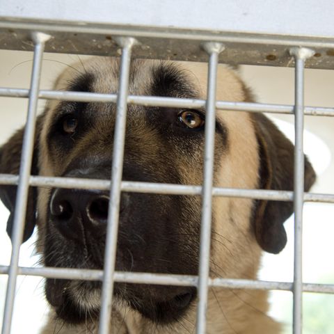 Ein Hund der Rasse Kangal