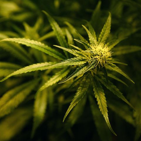 Cannabis-Pflanze auf einer Farm