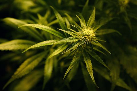 Cannabis-Pflanze auf einer Farm