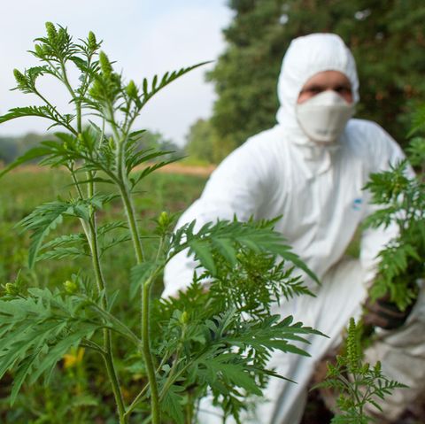 Ein Landwirt entfernt Beifuß-Ambrosiapflanzen.