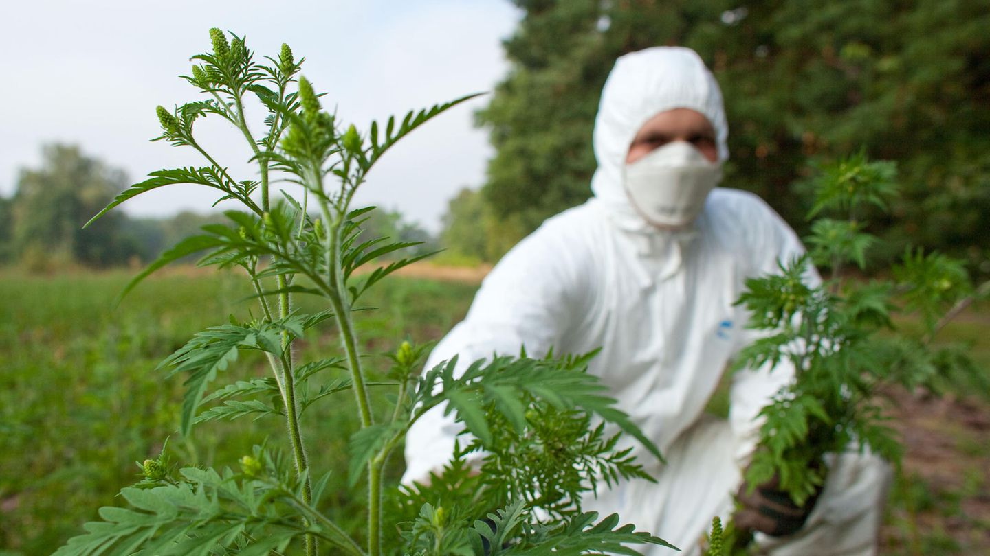 Ein Landwirt entfernt Beifuß-Ambrosiapflanzen.