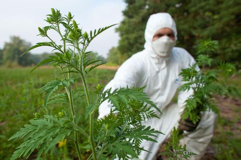 Ein Landwirt entfernt Beifuß-Ambrosiapflanzen.
