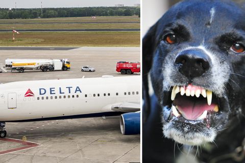 Der Zwischenfall mit dem Hund ereignete sich am Pfingstsonntag an Bord einer Maschine von Delta Air Lines.