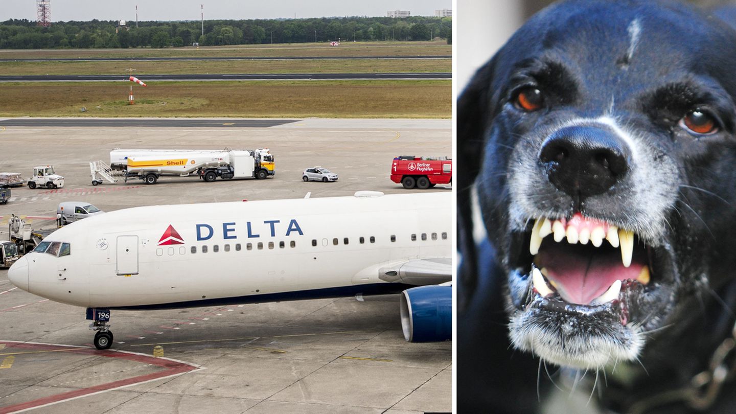 Der Zwischenfall mit dem Hund ereignete sich am Pfingstsonntag an Bord einer Maschine von Delta Air Lines.