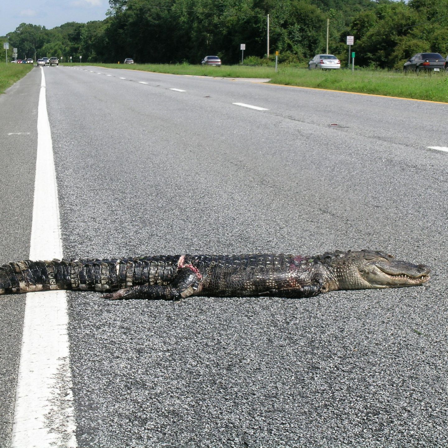 Alligator Und Co So Wechseln Tiere In Nordamerika Die Strassenseite Stern De