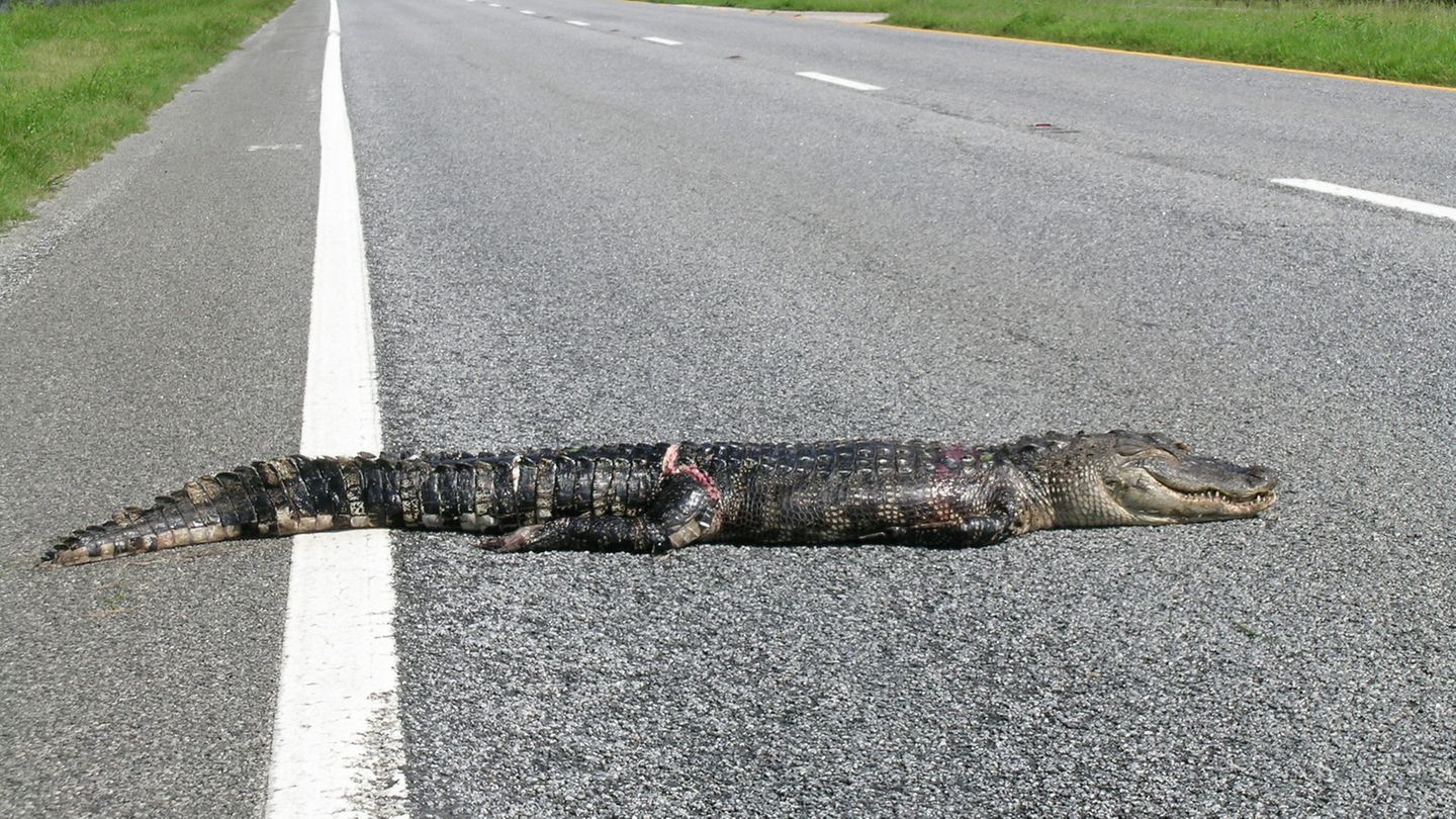 Ein toter Alligator in Florida (USA)