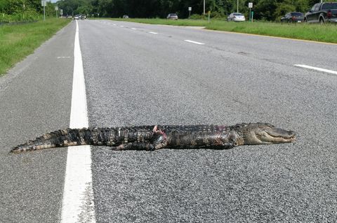Ein toter Alligator in Florida (USA)
