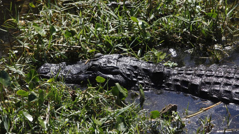 Ein Alligator im US-Staat Florida Ein Alligator im US-Staat Florida
