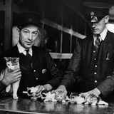 Katzenbild von 1937: Oh, wie süß; die Bahnhofskatze in Newport in Süden von Wales hat Junge bekommen - und die Mitarbeiter kümmern sich um den Nachwuchs.