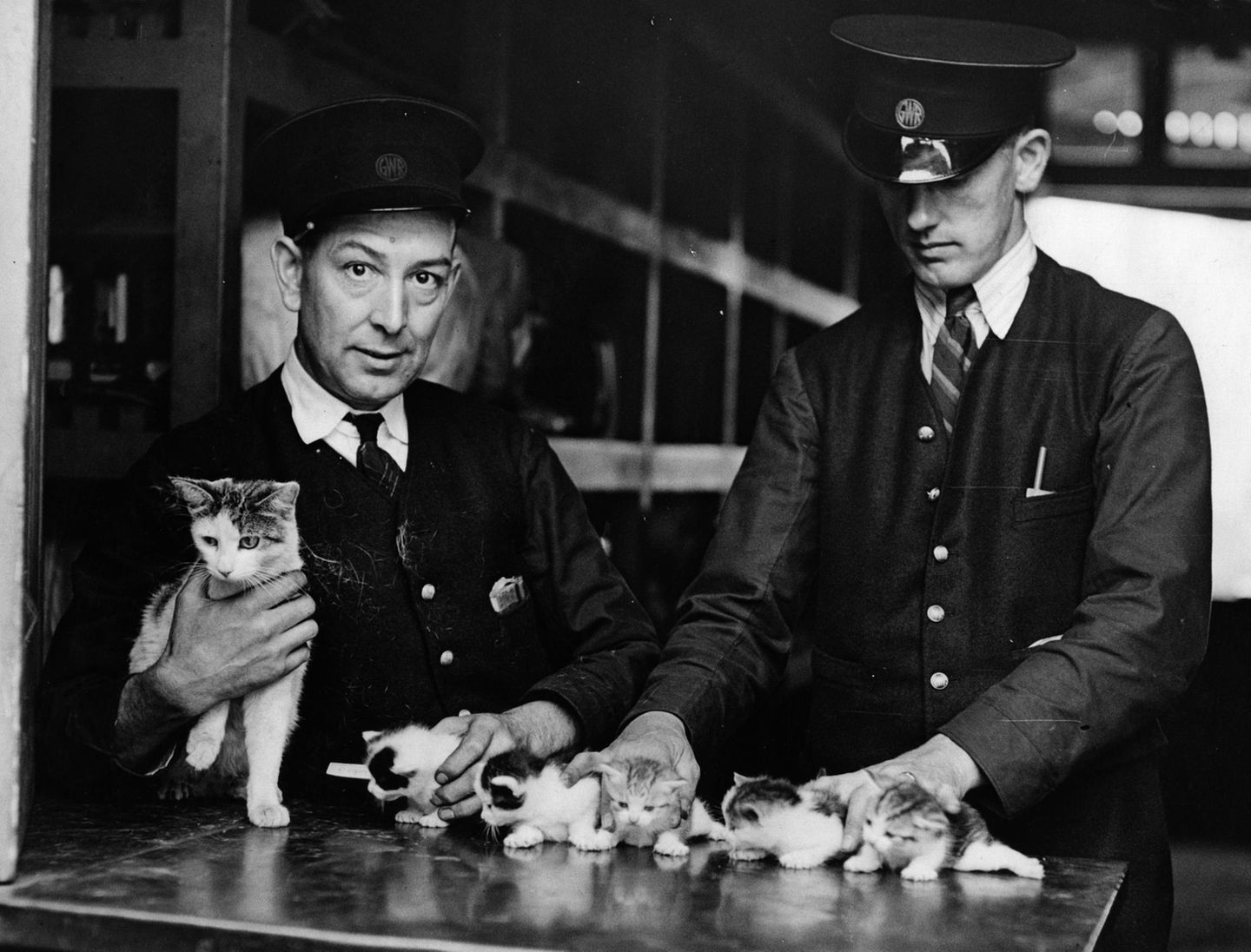 Katzenbild von 1937: Oh, wie süß; die Bahnhofskatze in Newport in Süden von Wales hat Junge bekommen - und die Mitarbeiter kümmern sich um den Nachwuchs.
