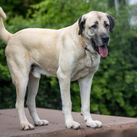 Ein Hund der Rasse Kangal