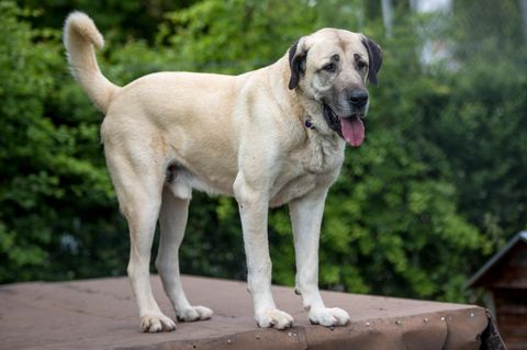 Ein Hund der Rasse Kangal