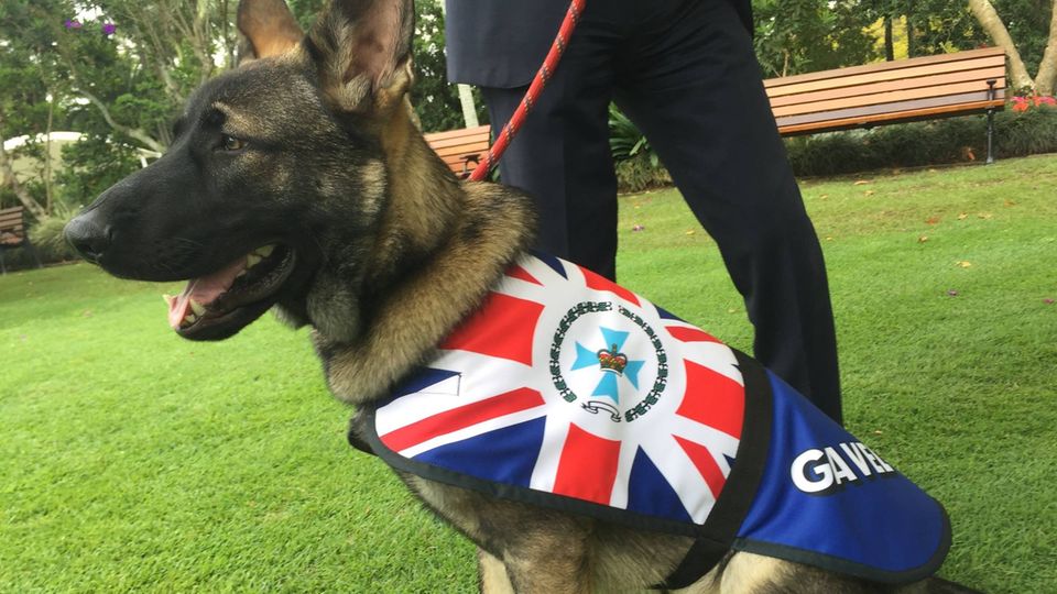 Gavel ist größer geworden - und hat seine Polizeihund-Uniform ausgetauscht Gavel ist größer geworden - und hat seine Polizeihund-Uniform ausgetauscht