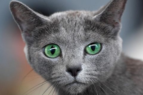 Eine graue Katze mit grünen Augen fixiert den Betrachter