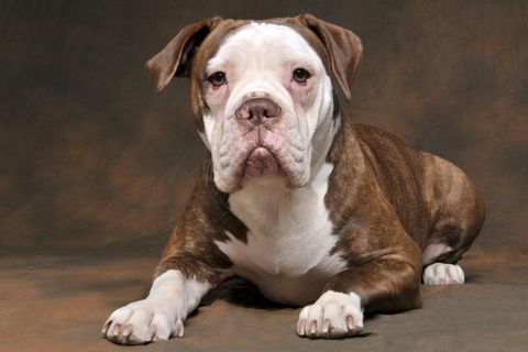 Ein Hund der Rasse Olde English Bulldog