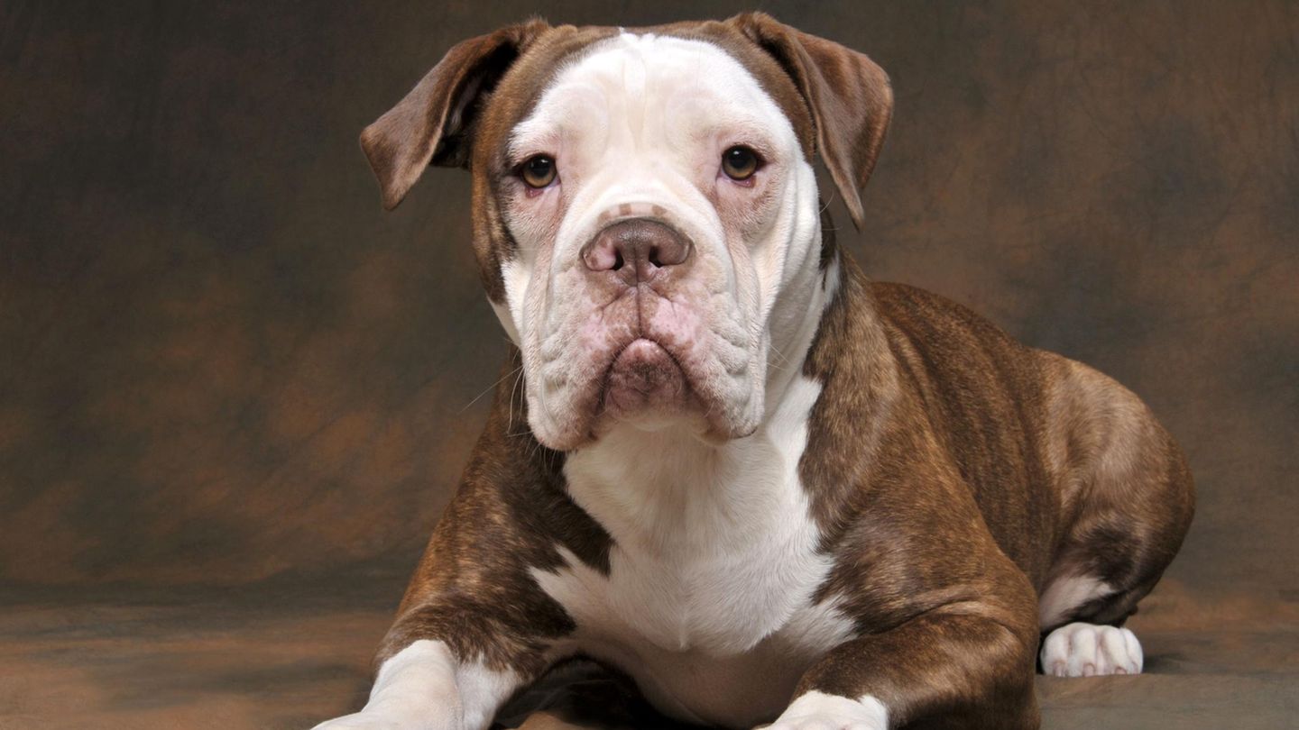 Ein Hund der Rasse Olde English Bulldog