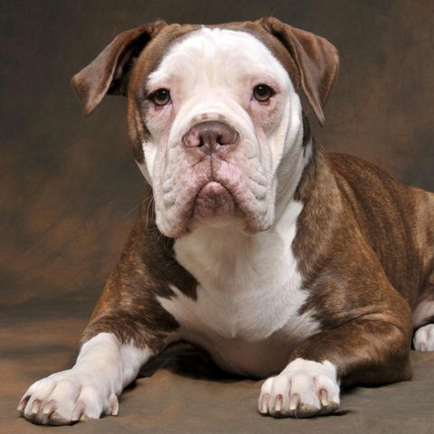 Ein Hund der Rasse Olde English Bulldog
