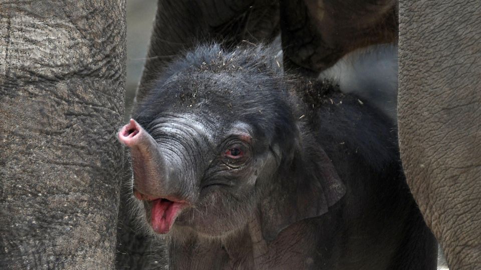 Elefantenbaby Kita Der kleine Elefantenbulle Kitai im Zoo in Köln (Nordrhein-Westfalen) in seinem Gehege