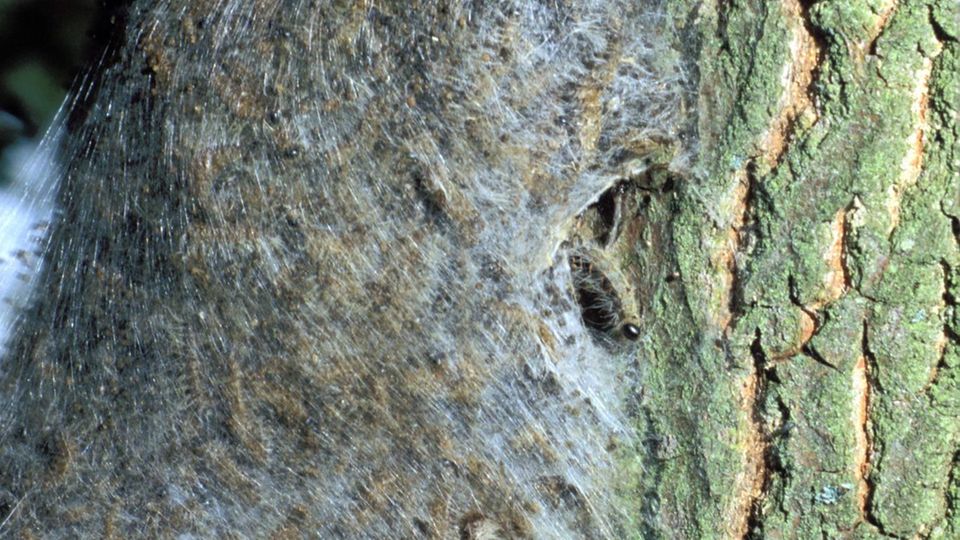 Eichenprozessionsspinner: Raupennest am Baumstamm: In den Gespinstnestern häuten sich die Tiere und hinterlassen große Mengen an Brennhaaren. Raupennest am Baumstamm: In den Gespinstnestern häuten sich die Tiere und hinterlassen große Mengen an Brennhaaren.
