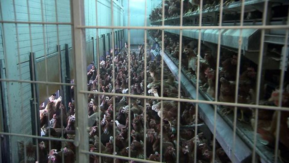 SWR-Recherche: Dichtgedrängt und auf mehreren Etagen hocken die Hühner in einem Stall auf einer Hühnerfarm in Maarsbergen in den Niederlanden. Die Bio-Eier von Aldi Süd kommen von hier. So dürften sie eigentlich nicht als Bio verkauft werden. Dichtgedrängt und auf mehreren Etagen hocken die Hühner in einem Stall auf einer Hühnerfarm in Maarsbergen in den Niederlanden. Die Bio-Eier von Aldi Süd kommen von hier. So dürften sie eigentlich nicht als Bio verkauft werden.