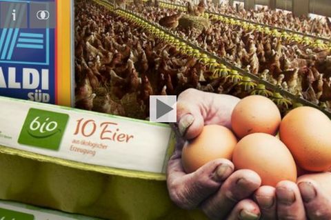 Bio-Eier von Aldi-Süd: Die Mär von glücklichen Hühnern