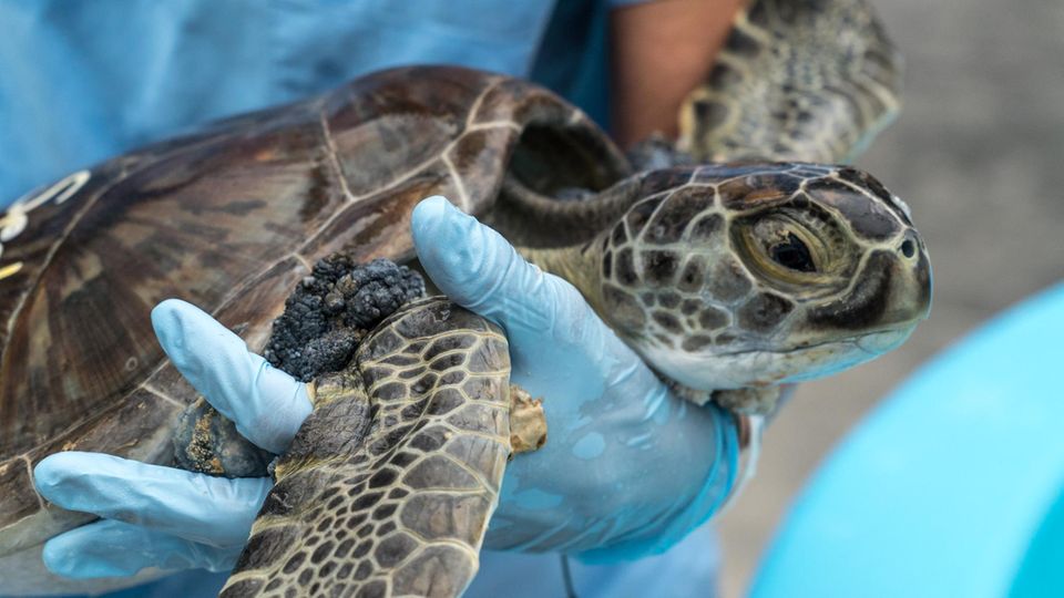 Durch einen Herpes-Virus erkranken immer mehr Schildkröten an der sogenannten Fibropapillomatose - den Tieren wachsen Tumore