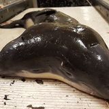 Vor der niederländischen Küste fingen Fischer einen Schweinswal mit zwei Köpfen. Bei dem Tier handelte es sich um ein Neugeborenes.