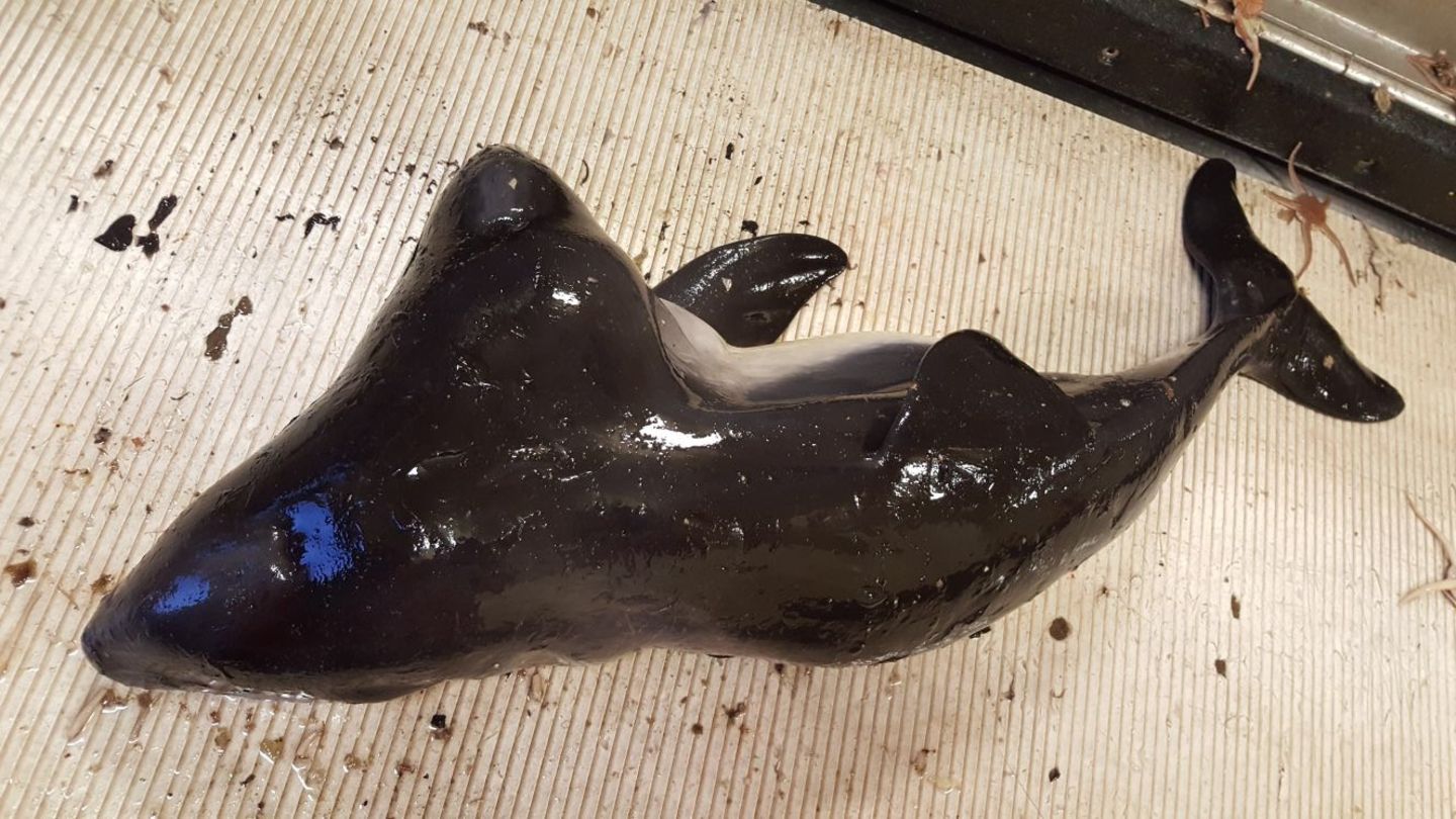 Forscher des Naturkundemuseums in Rotterdam vermuten, dass das Tier schon zum Zeitpunkt des Fangs tot war. Dafür spricht die nicht aufgestellte Rückenflosse des Wals. Normalerweise stellt sie sich kurz nach der Geburt auf.