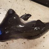 Forscher des Naturkundemuseums in Rotterdam vermuten, dass das Tier schon zum Zeitpunkt des Fangs tot war. Dafür spricht die nicht aufgestellte Rückenflosse des Wals. Normalerweise stellt sie sich kurz nach der Geburt auf.