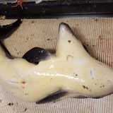 Die Fischer fotografierten den Wal und warfen ihn im Anschluss ins Meer zurück - sehr zum Leidwesen von Biologen, die das Tier nun nicht mehr untersuchen können.