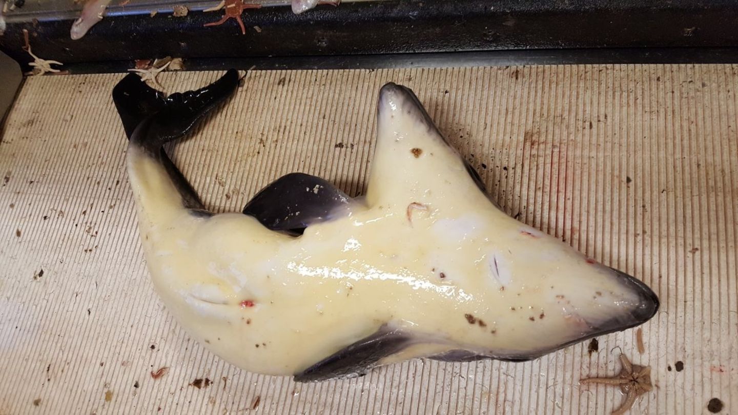 Die Fischer fotografierten den Wal und warfen ihn im Anschluss ins Meer zurück - sehr zum Leidwesen von Biologen, die das Tier nun nicht mehr untersuchen können.