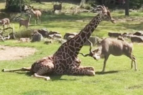 Rotterdamer Zoo: Aggressive Antilope greift Giraffe immer wieder an