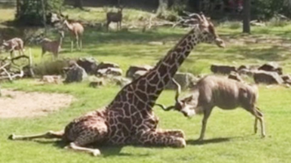 Rotterdamer Zoo: Aggressive Antilope greift Giraffe immer wieder an