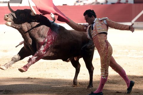 Torero