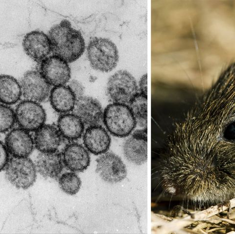 Hantaviren werden durch Nagetiere wie die Rötelmaus übertragen
