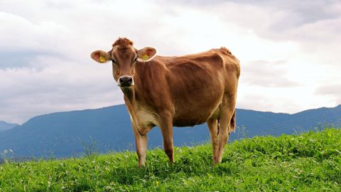 Braune Kuh auf der Weide - sieben Prozent in den USA glauben, dass von ihr die Schokomilch kommt