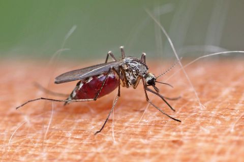 Scheinbar hat es geschmeckt: Eine Stechmücke am Ende ihrer Blutmahlzeit
