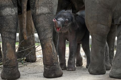 Kölner Zoo - Elefantenbaby eingeschläfert