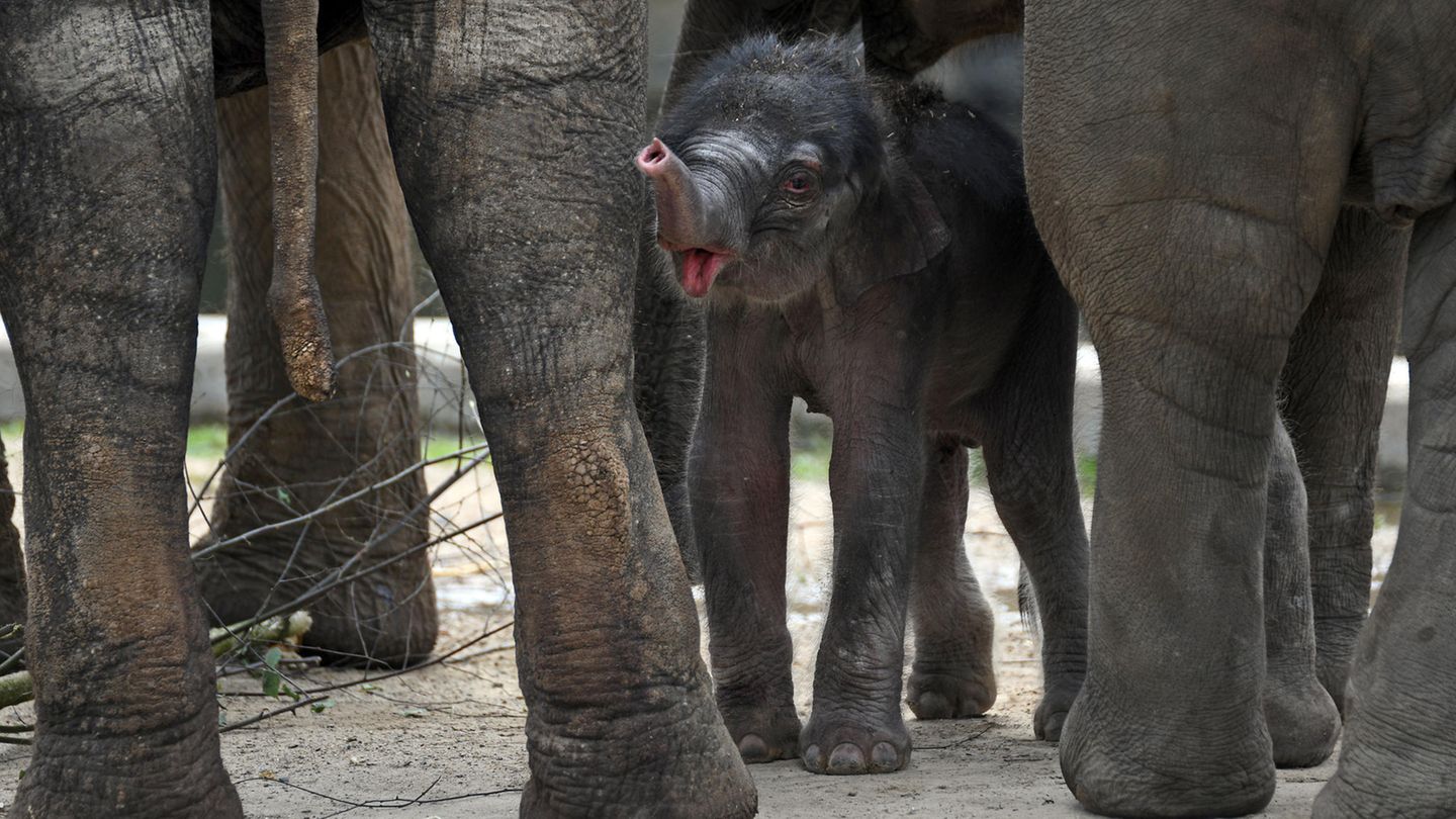 Kölner Zoo - Elefantenbaby eingeschläfert