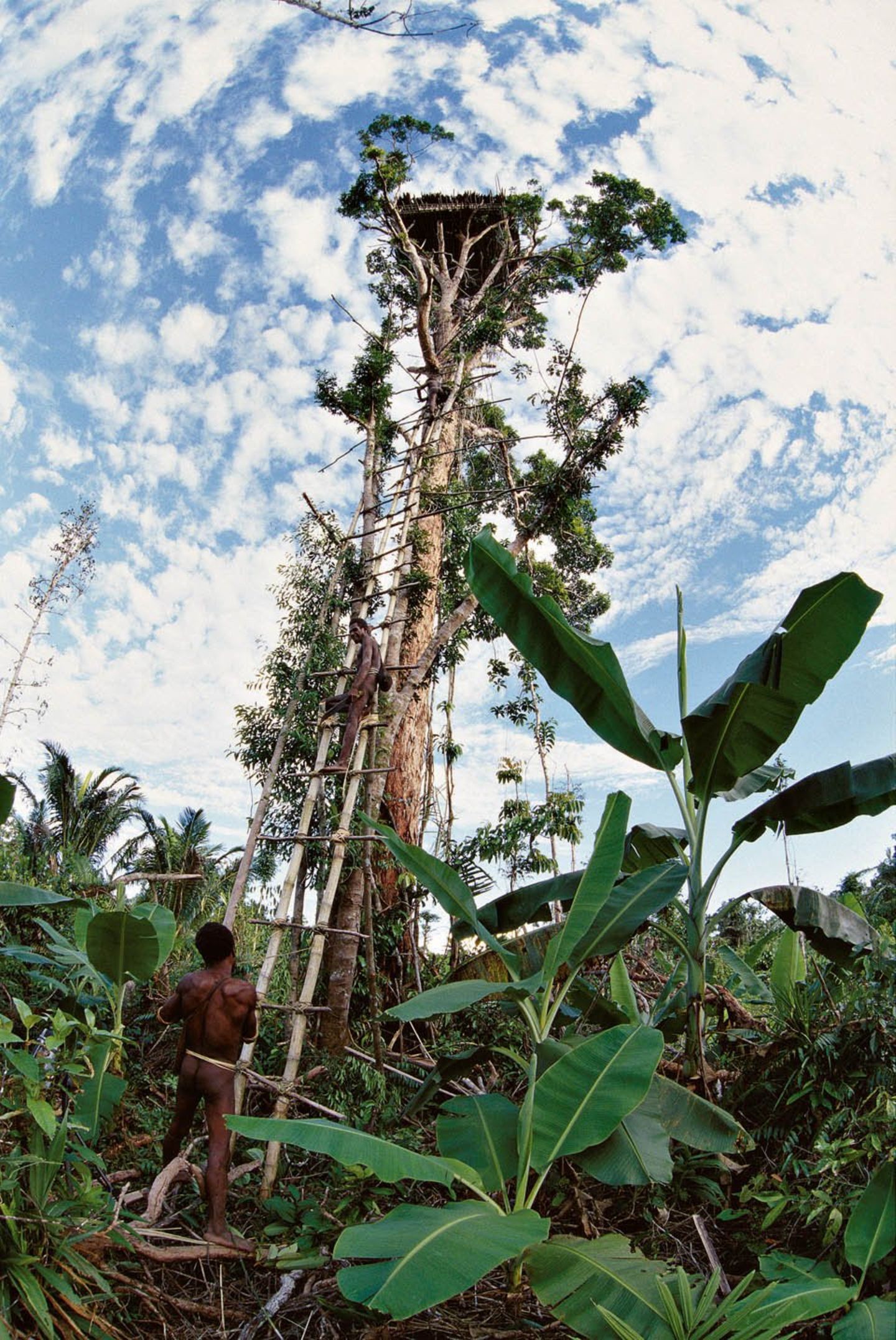 Korowai in Irian Jaya