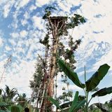 Korowai in Irian Jaya